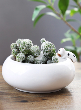 可爱卡通多肉小花盆陶瓷特价清仓透气创意个性室内肉肉植物拇指盆