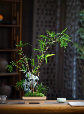 太湖石红竹假山竹子盆景桌面红观音竹盆栽办公桌茶桌绿植教师节礼