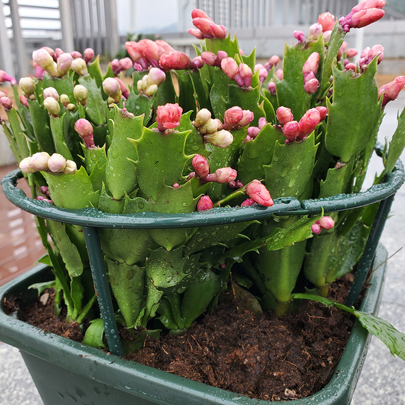 单层可连接盆栽花支架圆圈蟹爪兰绣球固定防倒伏护叶护根茎支撑架,淘宝优惠券,粉丝福利购,淘宝优惠卷