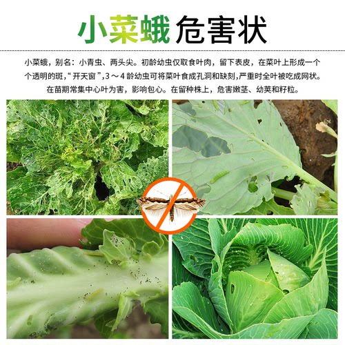 中捷四方小菜蛾信息素诱芯昆虫性诱剂引诱农用除虫蔬菜杀虫剂 - 图1