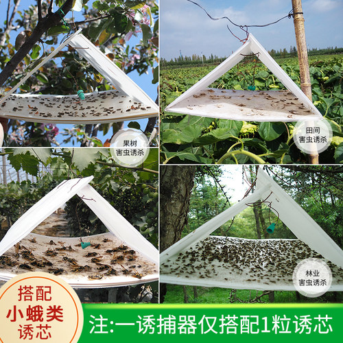 中捷四方一体式三角形诱捕器性诱剂昆虫果园诱捕搭配农具装置 - 图2