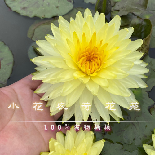 耐寒睡莲开花超多 正品莲花对版带花发货  全年开花盆种鱼缸池塘 - 图2