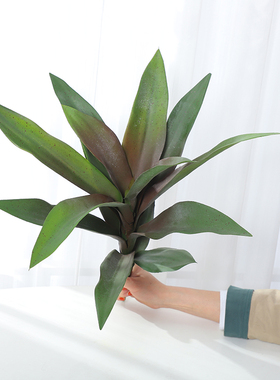 剑兰叶小滴水观音万年青仿真植物