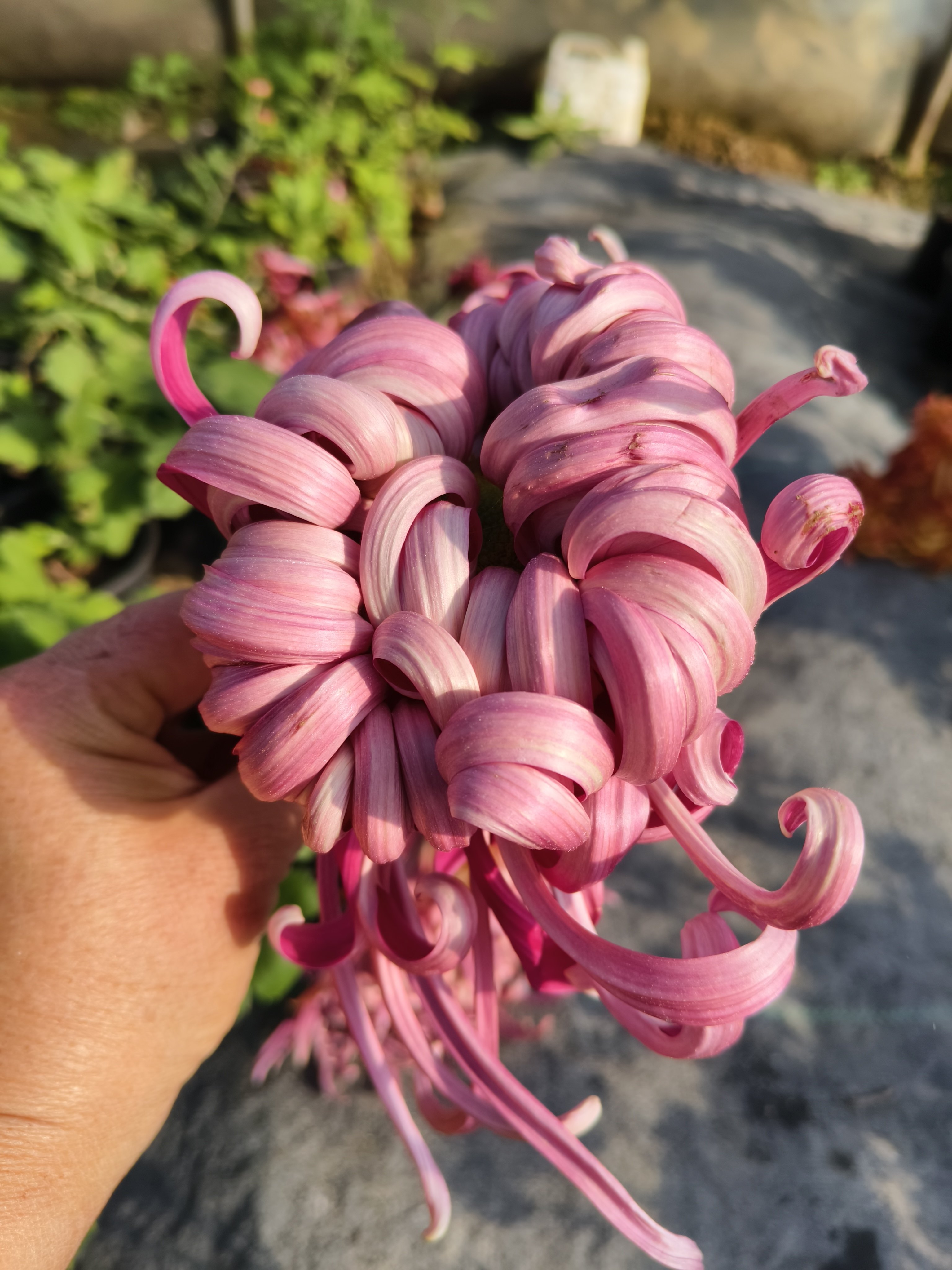 （东篱园艺）国菊粉面佳人国华初樱国华圣者盆栽秋季花卉耐寒耐热,淘宝优惠券,粉丝福利购,淘宝优惠卷