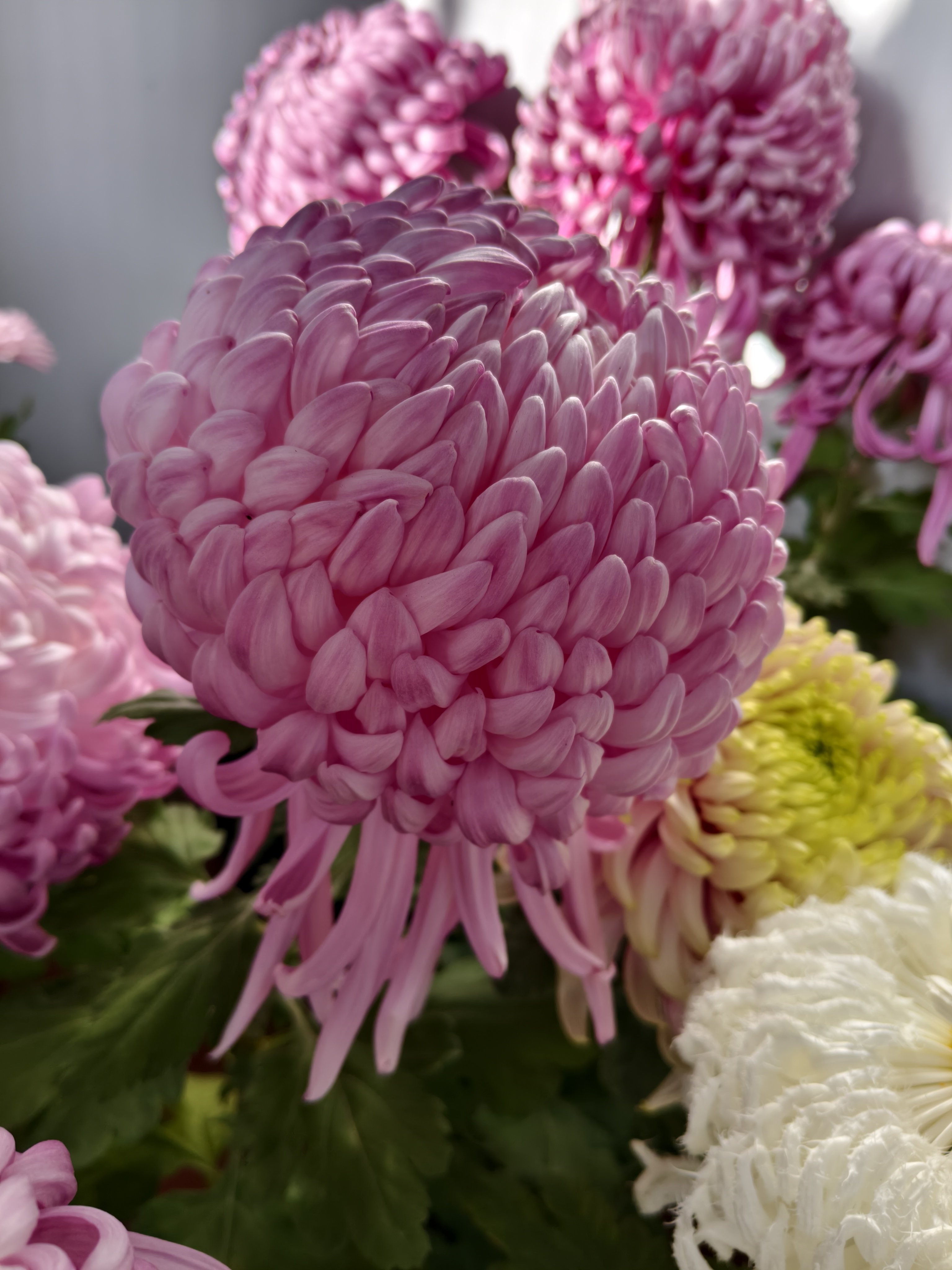 （东篱园艺）国菊粉面佳人国华初樱国华圣者盆栽秋季花卉耐寒耐热,淘宝优惠券,粉丝福利购,淘宝优惠卷