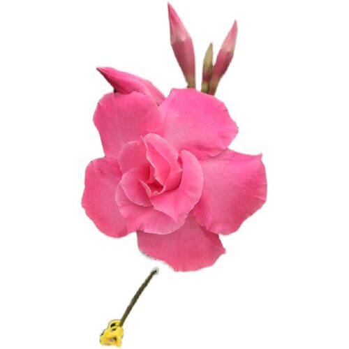 东篱园艺大叶粉色杏色重瓣飘香藤爬藤植物耐热多年生耐热开花机器 - 图3