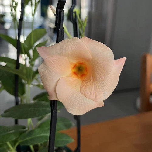 东篱园艺大叶粉色杏色重瓣飘香藤爬藤植物耐热多年生耐热开花机器 - 图1