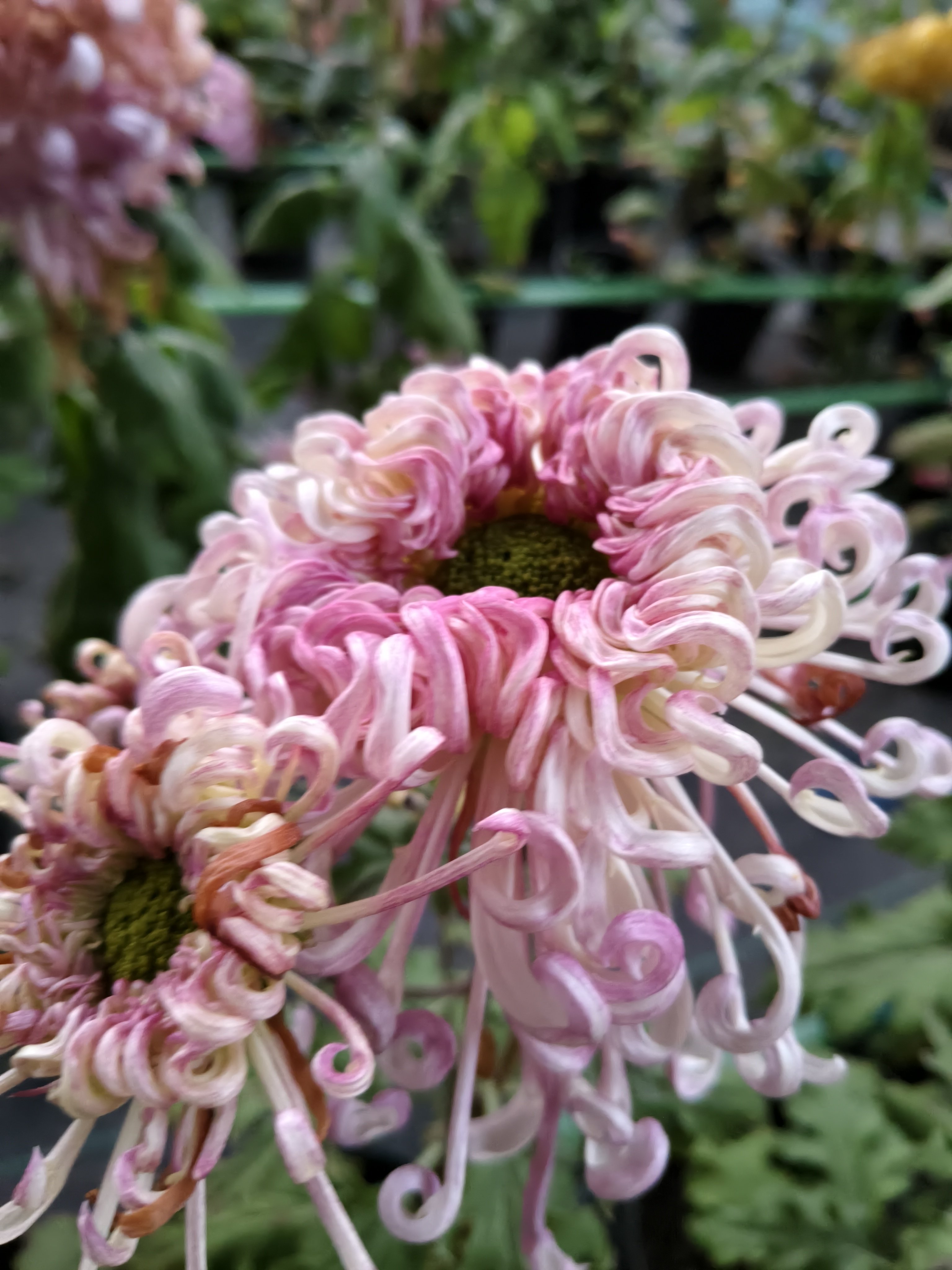 （东篱园艺）国菊粉面佳人国华初樱国华圣者盆栽秋季花卉耐寒耐热,淘宝优惠券,粉丝福利购,淘宝优惠卷