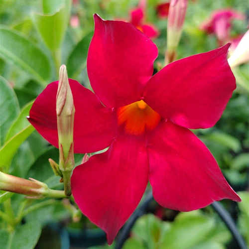 东篱园艺大叶粉色杏色重瓣飘香藤爬藤植物耐热多年生耐热开花机器 - 图2