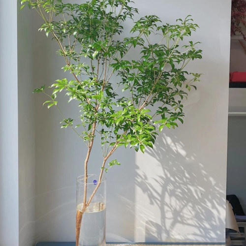 进口马醉木吊钟水培植物办公室小森林家庭观赏木本鲜切枝北京直批 - 图1