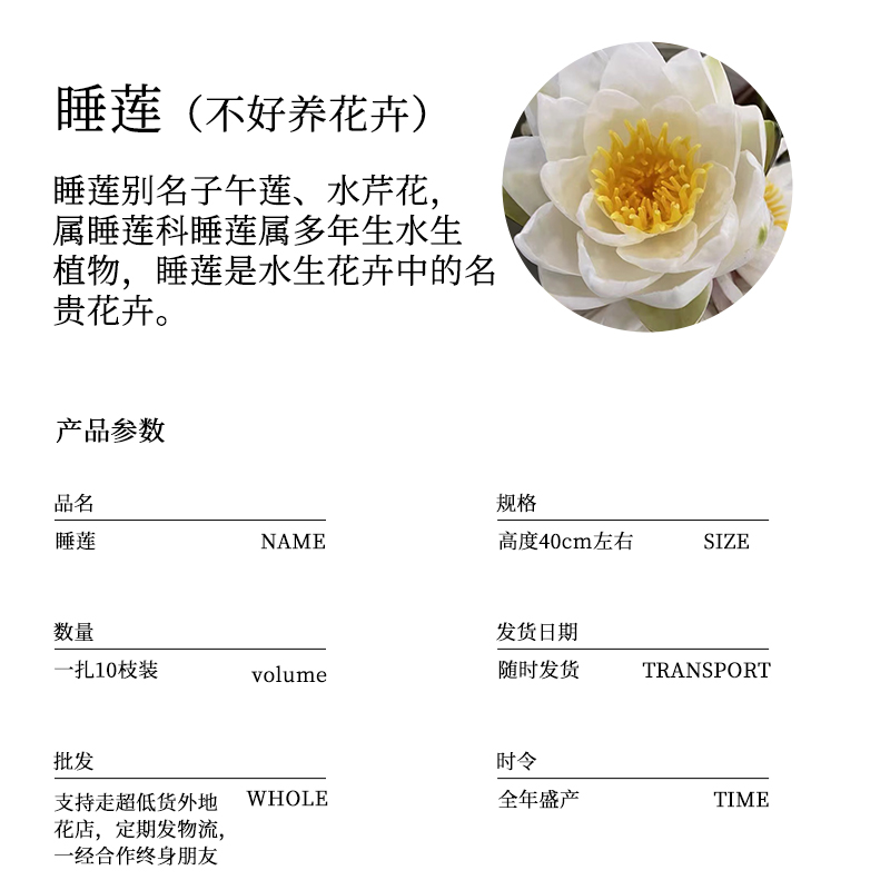 新鲜睡莲鲜切花10枝蓝莲花香气扑鼻花卉水性植物北京鲜花市场速递-图0