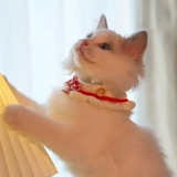 Шарф, нагрудник, аксессуар с бантиком, чокер, слюнявчик