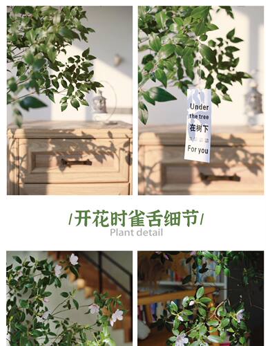 雀舌杜鹃鲜切枝马醉木盆栽国产吊钟平替马银花懒人室内绿植顺丰 - 图2