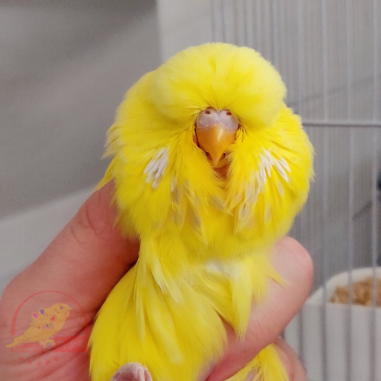 大头蘑菇头，虎皮鹦鹉活物鸟,宠物鸟观赏鸟,说话鸟,一物一拍,包邮,淘宝优惠券,粉丝福利购,淘宝优惠卷