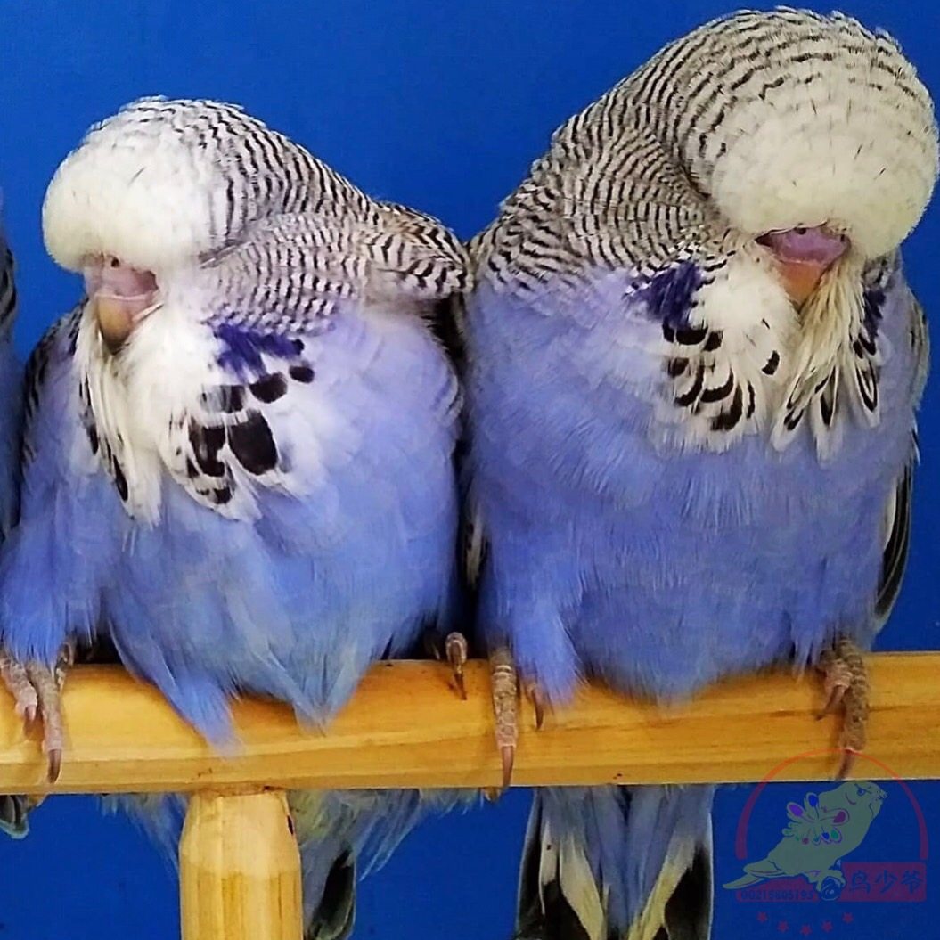 大头蘑菇头，虎皮鹦鹉活物鸟,宠物鸟观赏鸟,说话鸟,一物一拍,包邮,淘宝优惠券,粉丝福利购,淘宝优惠卷