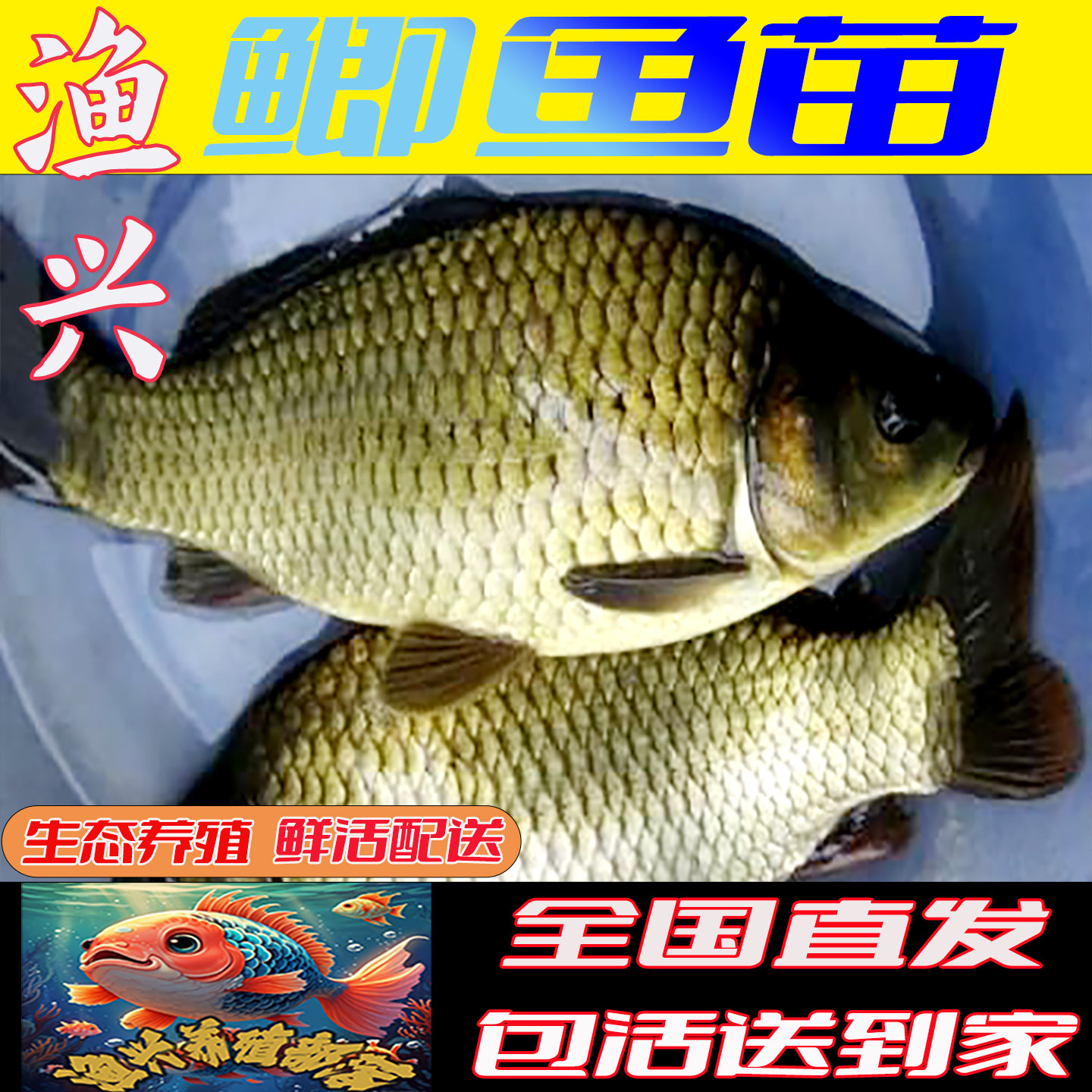 中科鲫鱼苗活鱼苗淡水鱼苗批发本地中科5号鲫鱼苗特大工程鲫鱼苗
