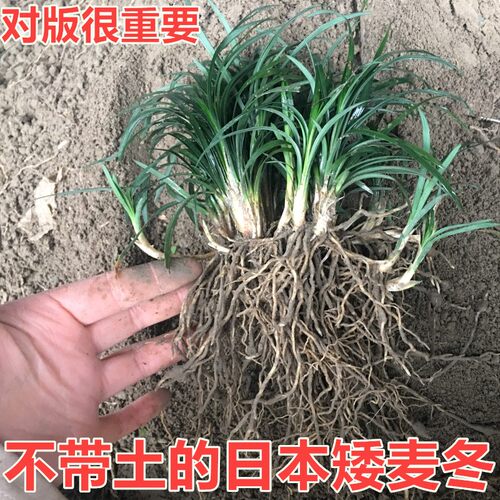 矮麦冬草玉龙草四季常青长不高植物耐寒耐践踏庭院日本矮麦冬草 - 图1