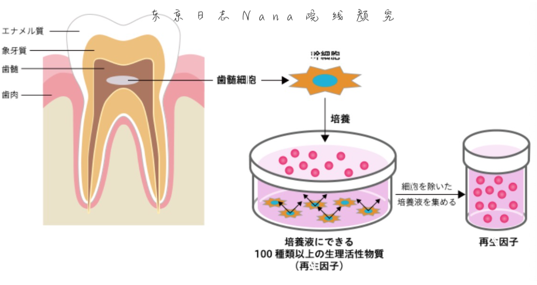 日本美容界变天了！Dr.Unicell搭配小黑瓶齿髓上清精华水精华乳液 - 图1