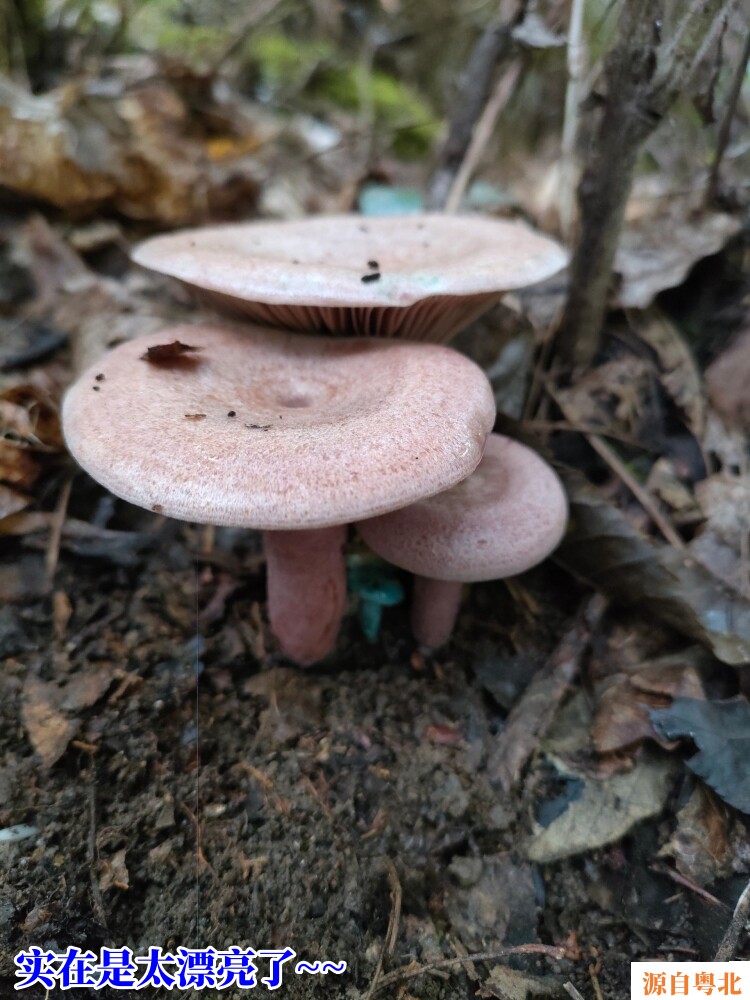 湘西粤北野生乌枞菌精品松树菌当天现捡新鲜蘑菇食用黄枞菌谷熟菌_虎窝淘