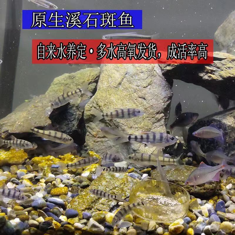 溪石斑鱼淡水光唇鱼苗原生冷水观赏鱼马口鱼苗好养耐活群游溪流鱼 - 图0