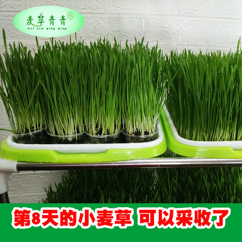 猫草种子小麦草麦苗籽种植套餐可水培土种营养土养猫兔子草清理毛 - 图2