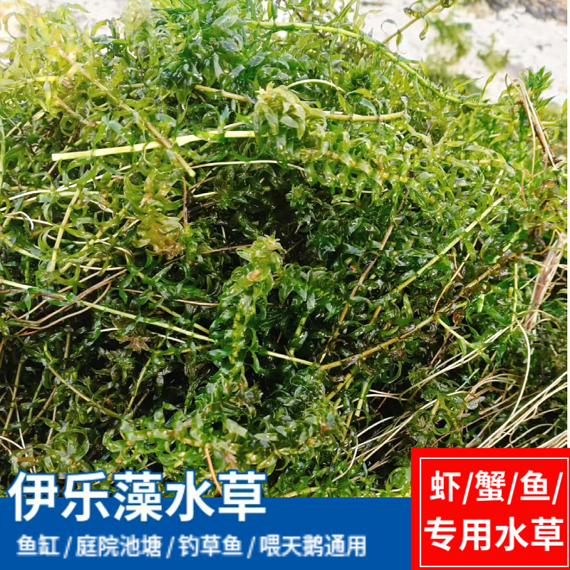 伊乐藻水草养螃蟹专用水草养不死水草龙虾专用草鱼缸造景天鹅喜食