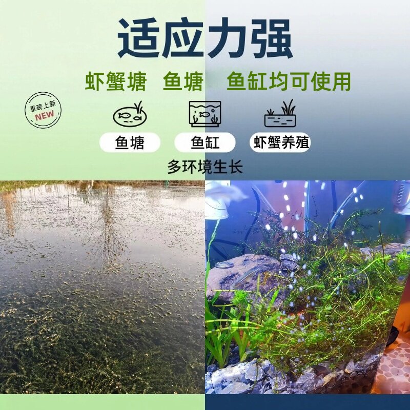 伊乐藻水草小龙虾螃蟹养殖专用水草鱼可吃净化水的草鱼缸水草植物