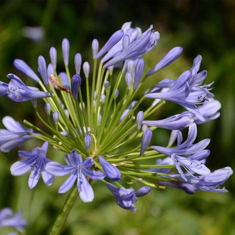 百子莲花苗根茎四季种植种球庭院阳台室外盆栽地栽耐热花卉绿植物,淘宝优惠券,粉丝福利购,淘宝优惠卷