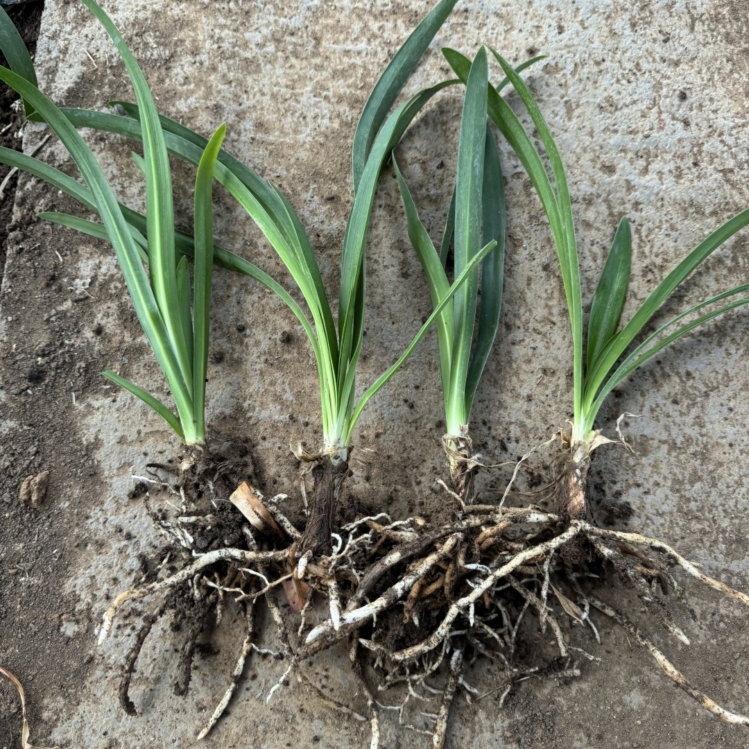 百子莲花苗根茎四季种植种球庭院阳台室外盆栽地栽耐热花卉绿植物,淘宝优惠券,粉丝福利购,淘宝优惠卷