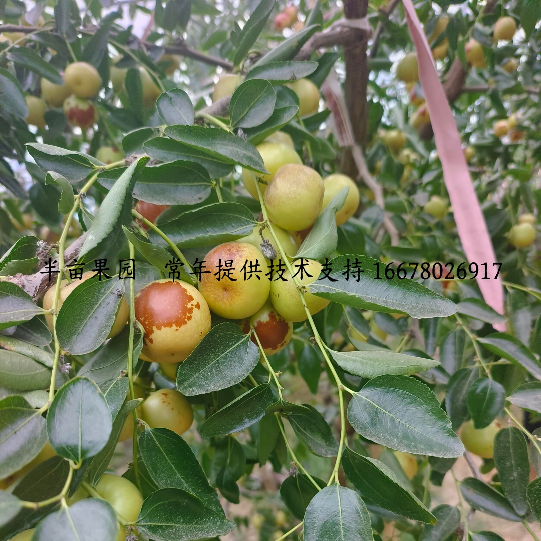 陕西大荔冬枣树苗嫁接特大脆甜枣树活苗北方南方种植庭院大枣树苗 - 图3