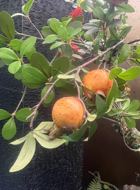 假树造景果树苔藓玄关装饰酒店商场装修布置仿真果树绿植假山假草