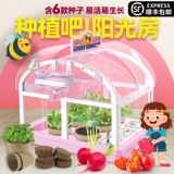 Посадка ручной работы овощи, цветы, батончик для посадки на солнце, ученики начальной школы Наблюдение за ростом