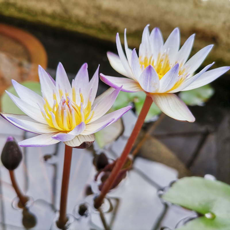 大睡莲根块微型四季种植迷你水培植物睡莲室外阳台植物多色易成活 - 图1