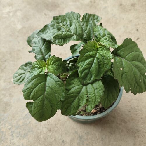 藿香苗大叶薄荷藿香盆栽广藿香树苗阳台绿植藿香种苗食用五香叶苗 - 图0