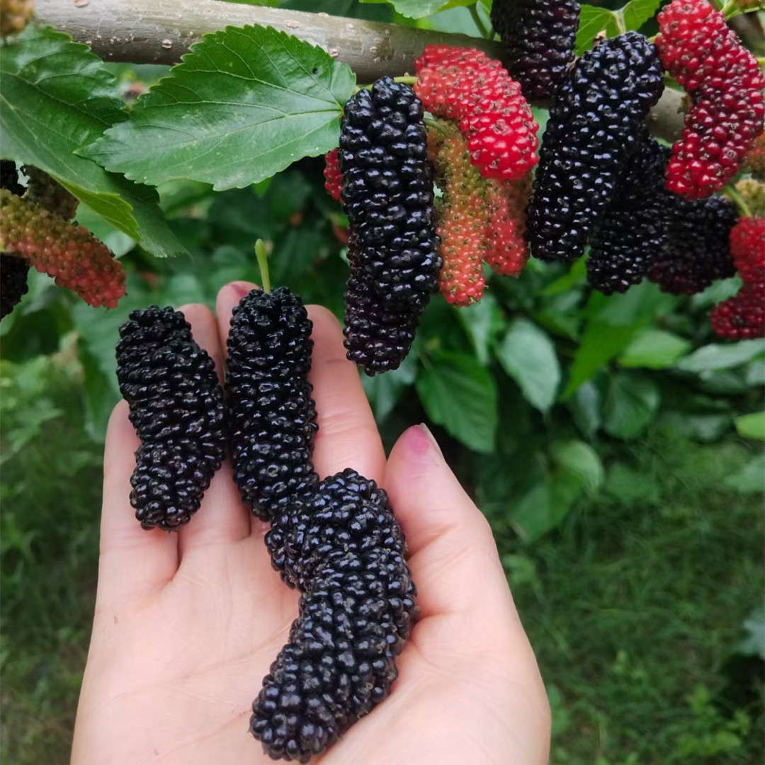 桑葚树苗桑树苗 果桑苗无籽大十嫁接苗 地栽盆栽桑苗 长果采摘园,淘宝优惠券,粉丝福利购,淘宝优惠卷