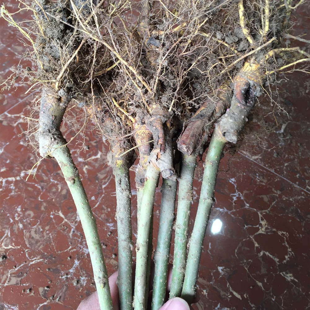 桑葚树苗桑树苗 果桑苗无籽大十嫁接苗 地栽盆栽桑苗 长果采摘园,淘宝优惠券,粉丝福利购,淘宝优惠卷