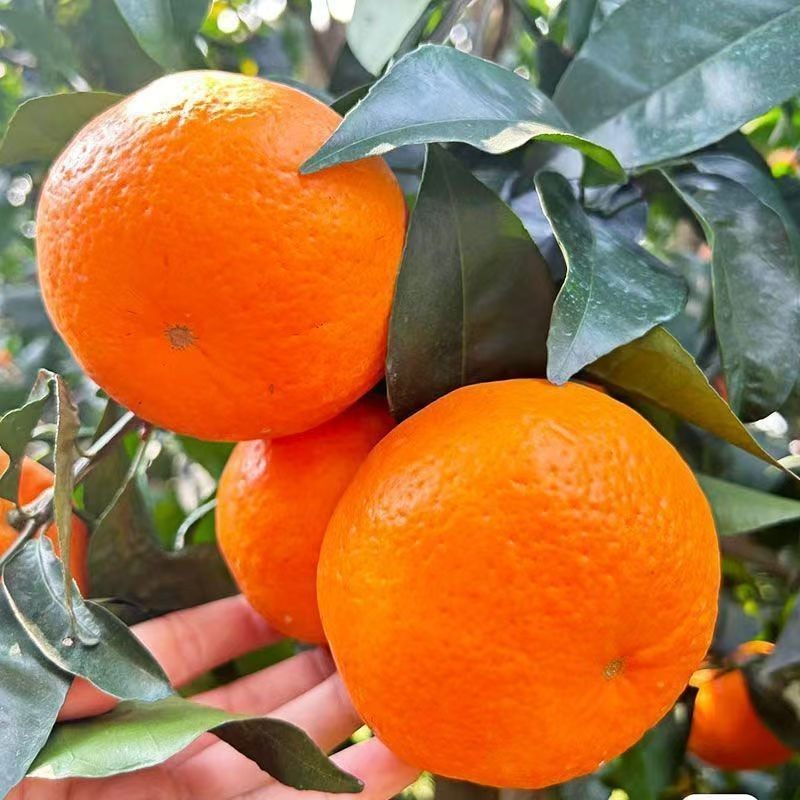 云南高山新鲜沃柑自然成熟水果桔橘橙子当季一箱批发包邮负责售后,淘宝优惠券,粉丝福利购,淘宝优惠卷