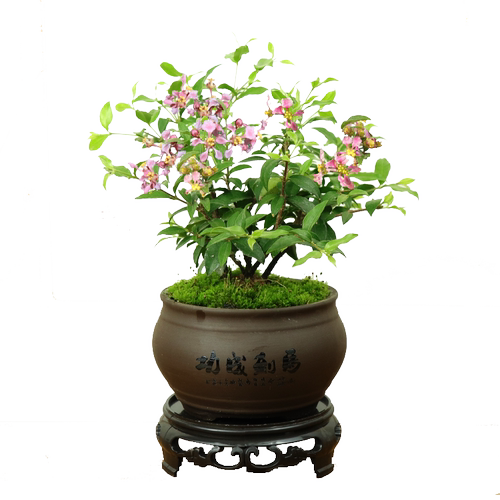 李氏樱桃盆栽耐寒花卉姬樱桃绿植观花果桌面茶几室内四季常青老桩 - 图2