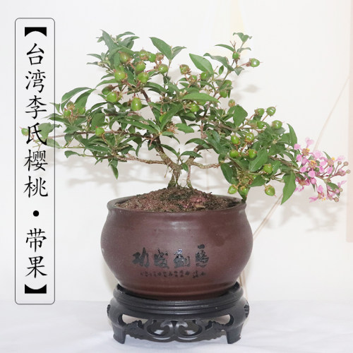 李氏樱桃盆栽耐寒花卉姬樱桃绿植观花果桌面茶几室内四季常青老桩 - 图1