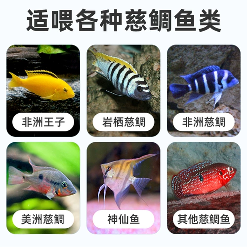 Санху цихлид кормил рыбу, лошади, ананасы, ананас, рыба