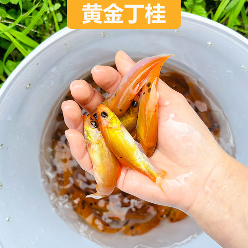 黄金丁桂红色丁桂鱼稀有红丁桂鱼苗黄化丁桂鱼万里挑一混养鱼医生 - 图1