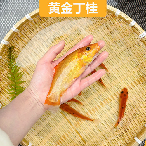 黄金丁桂红色丁桂鱼稀有红丁桂鱼苗黄化丁桂鱼万里挑一混养鱼医生 - 图2