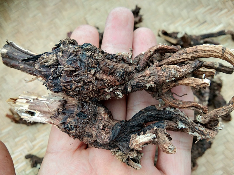 贵州野生中草药材麻布七1斤包邮 穿心莲统天袋九连环龙骨七破骨七