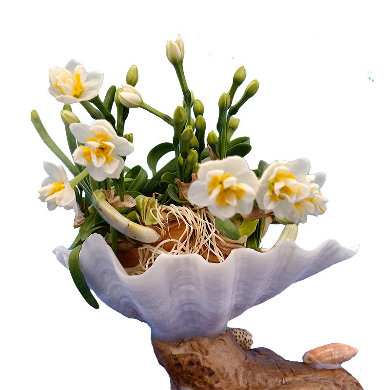 漳州水仙花种球多瓣重瓣复瓣水培盆栽种子稀有品种私藏货玉玲珑 漳州南国仙子水仙花 淘优券