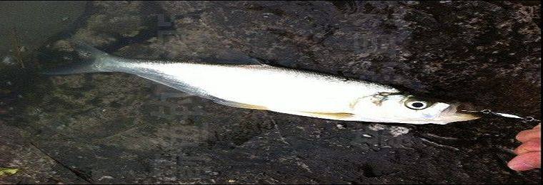 新款仿日本沉水铅笔渔具鱼饵铅笔型米诺假饵路亚高效诱鱼14克24克,淘宝优惠券,粉丝福利购,淘宝优惠卷