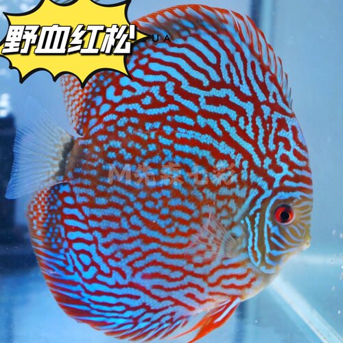 七彩神仙鱼野彩F1皮亚一栋德松老虎狗红卡鱼苗淡水热带观赏鱼包邮 - 图0