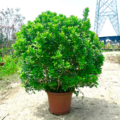 老桩香水米兰花盆栽四季开花绿植花卉好养易活庭院阳台客厅盆景 - 图1