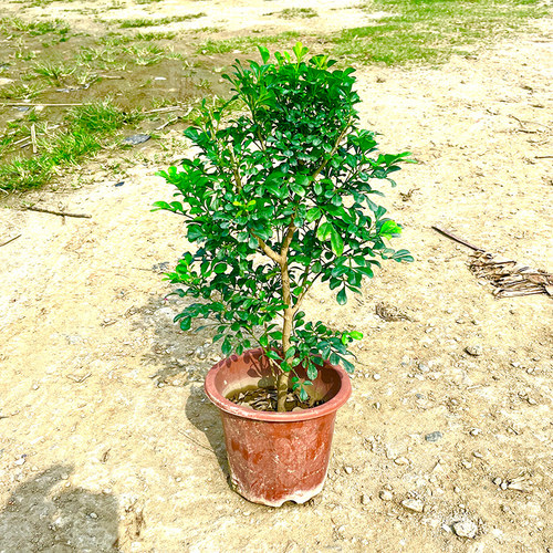 老桩香水米兰花盆栽四季开花绿植花卉好养易活庭院阳台客厅盆景 - 图3