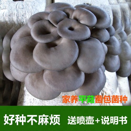 平菇菌包菌菇食用菌棒多肉植物蘑菇种家用种植菇包送喷壶喷水即长 - 图0