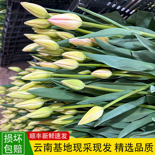 A级郁金香鲜切花水培插花婚庆手捧花云南基地直发节日礼物顺丰 - 图0